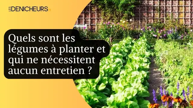Video thumbnail for 🥒​🥬 Quels sont les légumes à planter et qui ne nécessitent aucun entretien ? 🥦​​