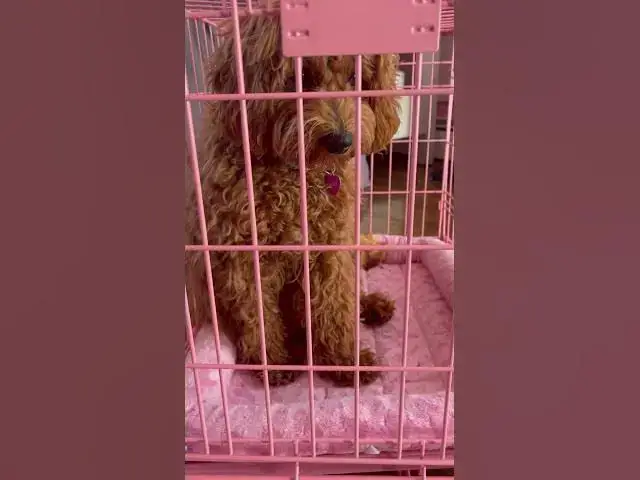 'Video thumbnail for My dogs glow up!!!'