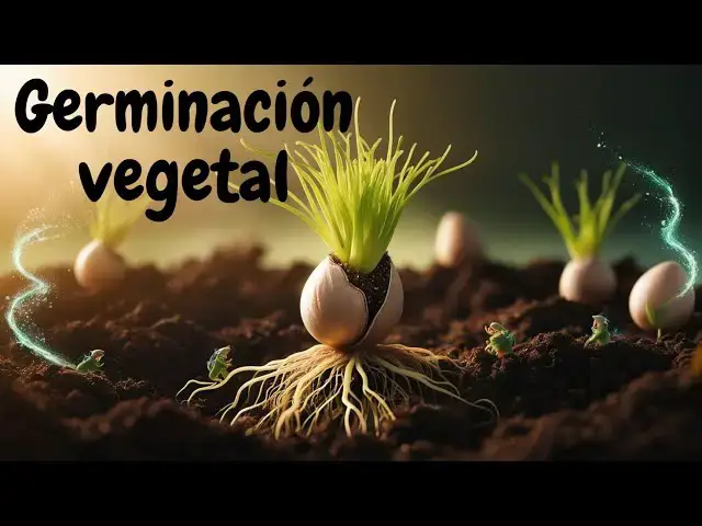Video thumbnail for ¿Por qué es importante la germinación en el ciclo de vida vegetal?