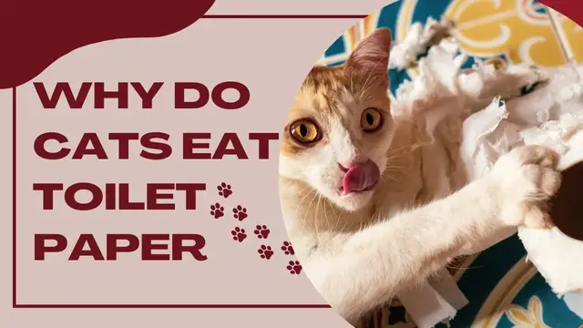 'Video thumbnail for Why Do Cats Eat Toilet Paper?'
