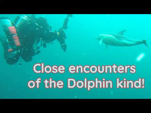 'Video thumbnail for So many dolphins & so close'