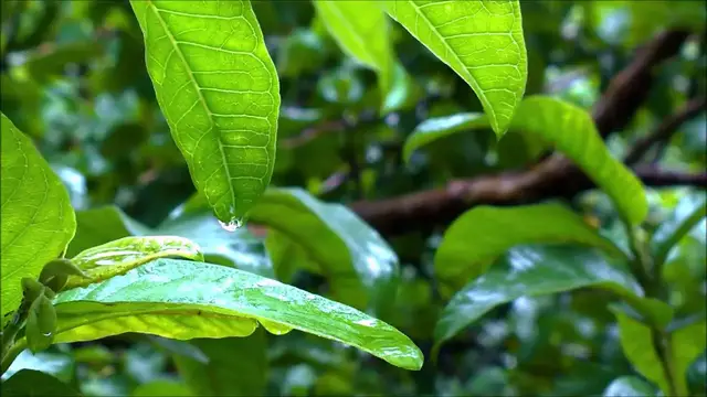 Video thumbnail for Storm Rain