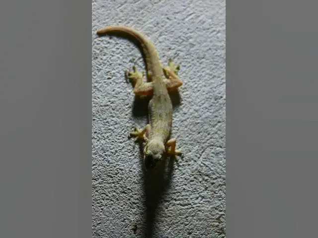 Video thumbnail for Gecko​ lizard wait eat 🦎#gecko #geckos #reptiles #lizard #exoticpet #Tuko  #birds #wildlife