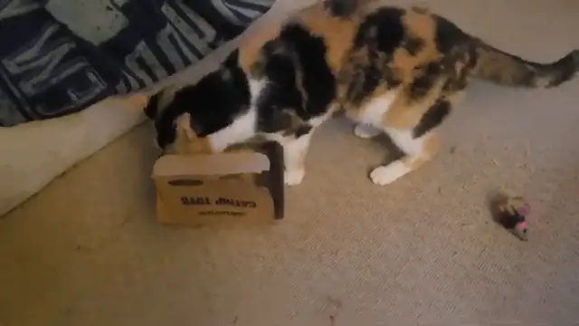 Video thumbnail for More Silvervine Adventures with the B&B Cats! Calico starts off as the Head In the Box! Sweet video