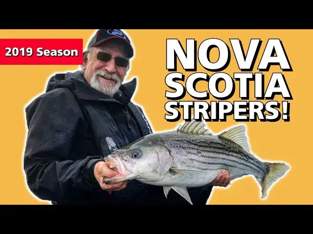 'Video thumbnail for Fundy Stripers On The Rocks'