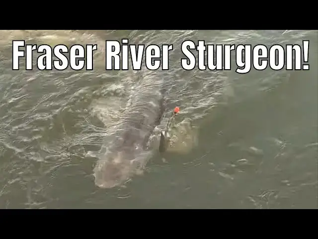 'Video thumbnail for Fraser River Monster Sturgeon Fishing | Fish'n Canada'