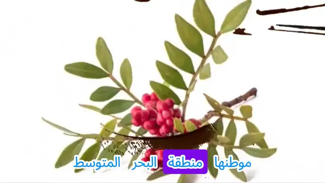 Video thumbnail for 10 فوائد مذهلة للضرو لم تسمع بها من قبل!