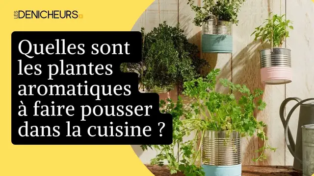 Video thumbnail for ? Les plantes aromatiques à faire pousser facilement dans la cuisine ?