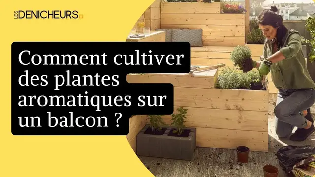 Video thumbnail for 🌾 Cultiver et entretenir les plantes aromatiques sur un balcon 🌺 🌹  🌷