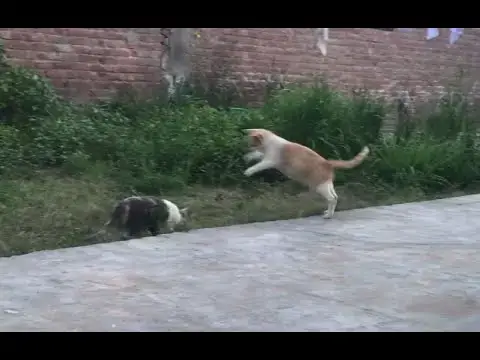 'Video thumbnail for Male cat playing with other Female cat in garden'