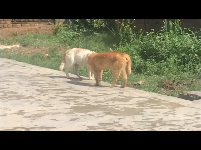 'Video thumbnail for Cat fight talk | Cat fighting voice'