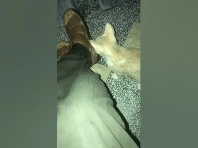 'Video thumbnail for Kitten scratching my pent'