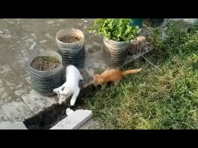 'Video thumbnail for kittens playing with each others'