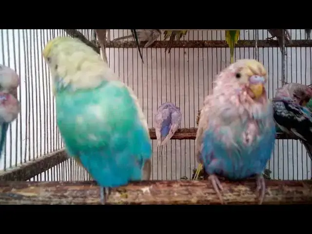 Video thumbnail for Adorable Budgie Sounds That Will Make You Smile! 🥰💚💛✨ #Funny #Parakeet