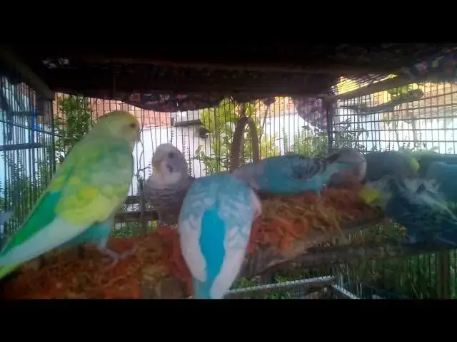 'Video thumbnail for π Fun Enrichment Ideas for a Happy Budgie π§Έπ'