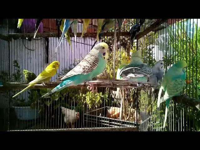 'Video thumbnail for π The Secret to Raising Calm & Relaxed Budgies ππ¦'