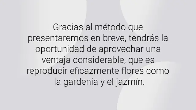 Video thumbnail for Cómo reproducir interminablemente gardenia o jazmín: sale a la luz el secreto de las floristerías.