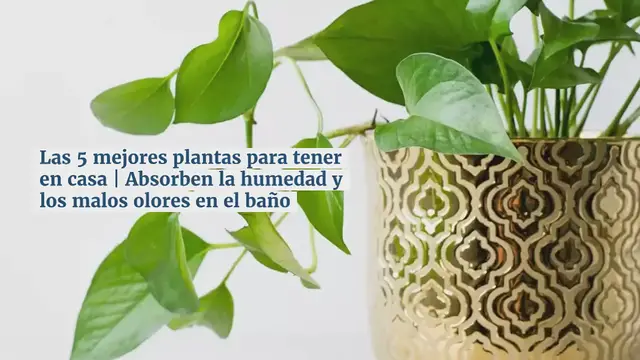 Video thumbnail for Las 5 mejores plantas para tener en casa | Absorben la humedad y los malos olores en el baño