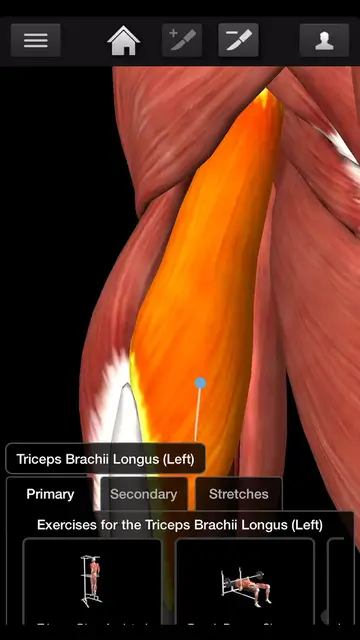 'Video thumbnail for Bodybuilding - Triceps Barchii Workouts'