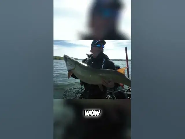 'Video thumbnail for Muskie in New Brunswick?? #muskie #muskiefishing #NewBrunswick #fishing #fishncanada #fish  #esox'