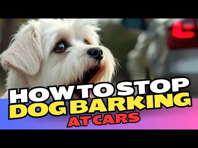 Video thumbnail for How To Stop Dog Barking At Cars