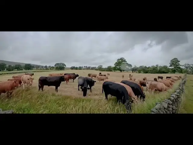 Video thumbnail for A new field with not much grass in it