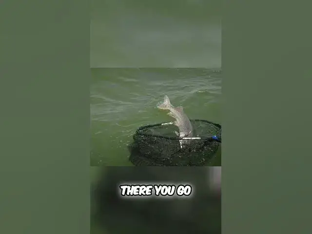 Video thumbnail for BIG Northwest Territories Pike