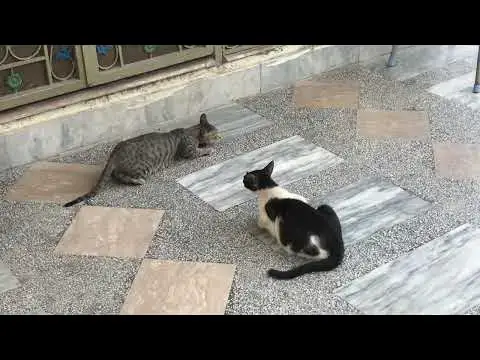 'Video thumbnail for Cat warning to other female cat | cat love for her kitten'