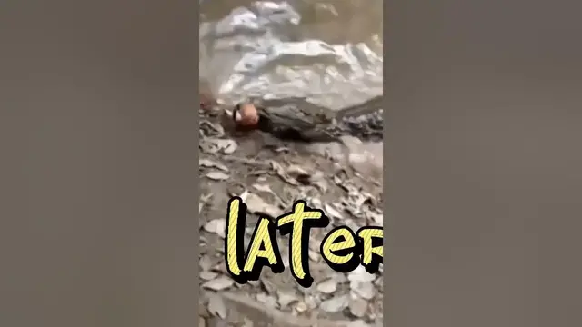 Video thumbnail for Electric eel shocks alligator *shocking* #shocking  #fishing #animals