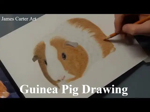 Video thumbnail for Guinea Pig Speed Drawing: Drawing A Realistic Guinea Pig In Coloured Pencil