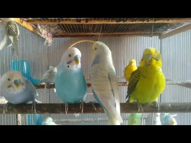'Video thumbnail for Hobby Video Healthy, Beautiful Budgies with Cute Colors #healthyPets #budgielife'
