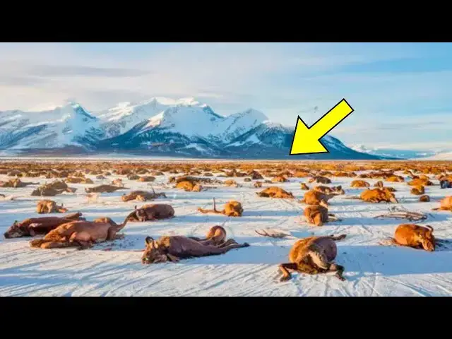 Video thumbnail for Drone Makes A Chilling Discovery On Mountain, No One Is Supposed To See This