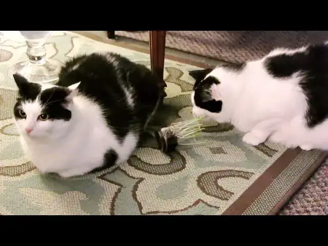 Video thumbnail for Cat grass: the movie (0:43)