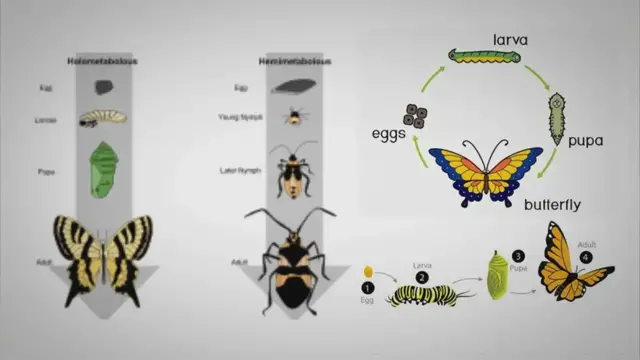 'Video thumbnail for Metamorphosis – Definition, Types, Mechanism, Importance, Examples'
