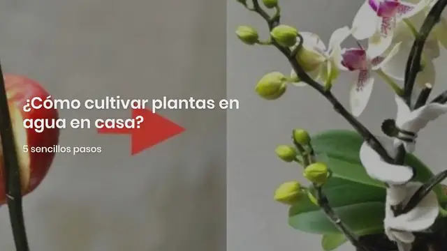Video thumbnail for Cómo cultivar plantas en agua en casa? 5 sencillos pasos: