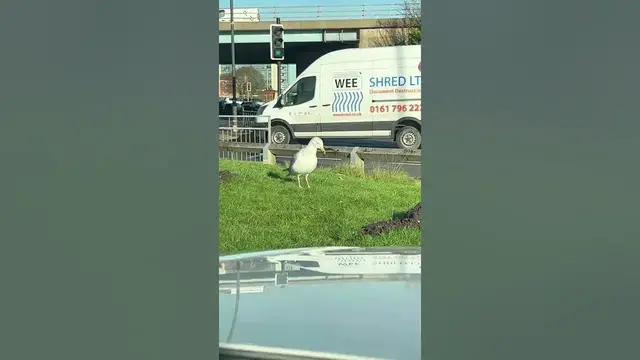'Video thumbnail for Salford Seagull Dance'
