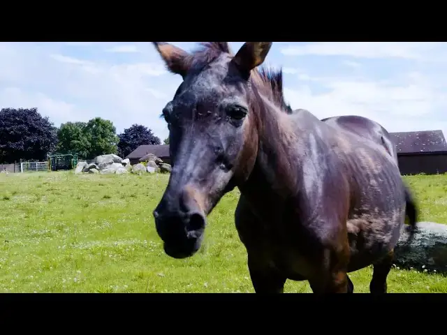 'Video thumbnail for Geeking Out While Taking Photos of Animals'