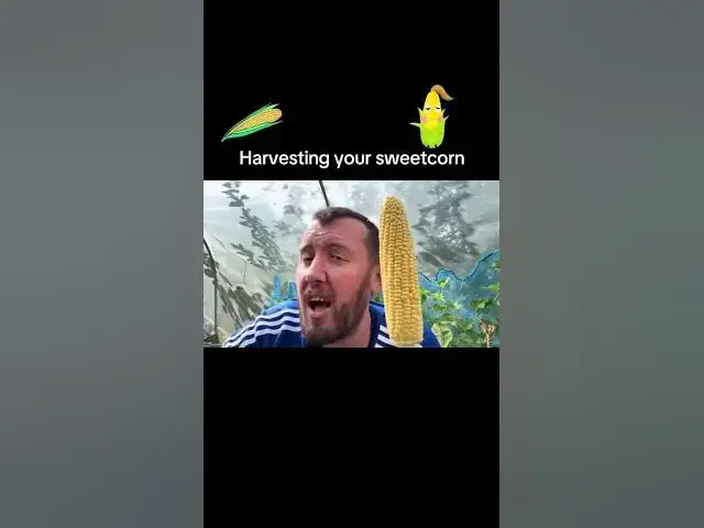 'Video thumbnail for 🌽✨ Harvesting Sweetcorn | How to Know When It’s Ready'