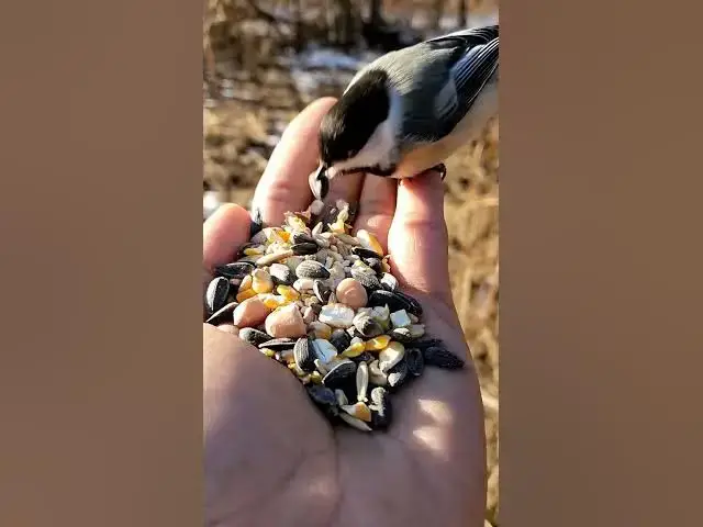 'Video thumbnail for What to Feed Wild Birds: Avoid These 9 Harmful Foods! 🐦❌ | BirdEver'