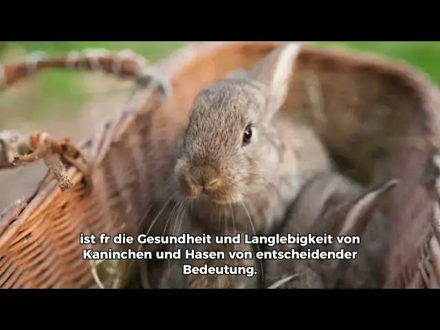 Video thumbnail for Kaninchen oder Hase | Der Unterschied in der Lebenserwartung
