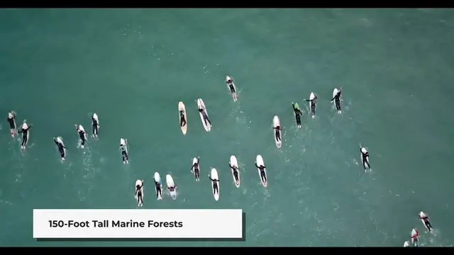 'Video thumbnail for How Kelp Forests Shape San Diego's Surf Conditions'