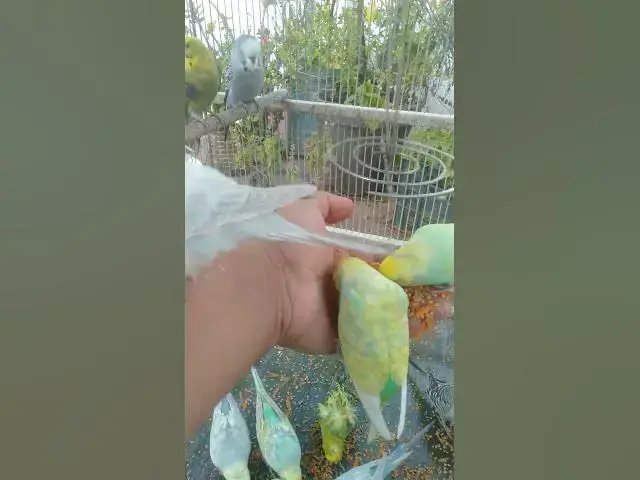 Video thumbnail for Budgie Cleaning Its Feathers — So Satisfying 😌🪶