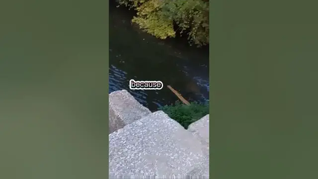 Video thumbnail for Fishing Joke 39 #jokes #fishingjokes #humor #joke