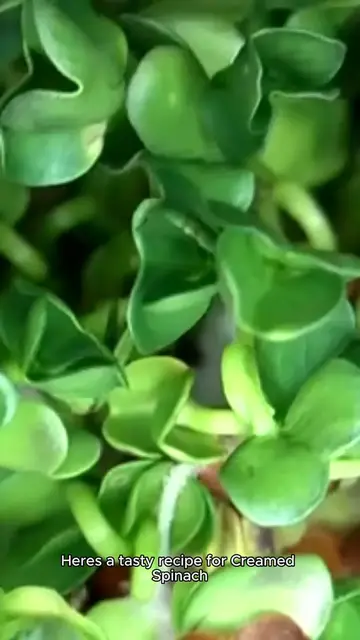 'Video thumbnail for spinach recipe'