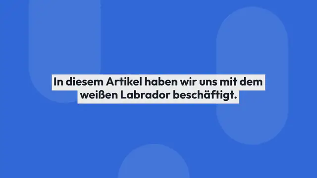 Video thumbnail for Weißer Labrador – Was ist der Unterschied zum gelben Lab?