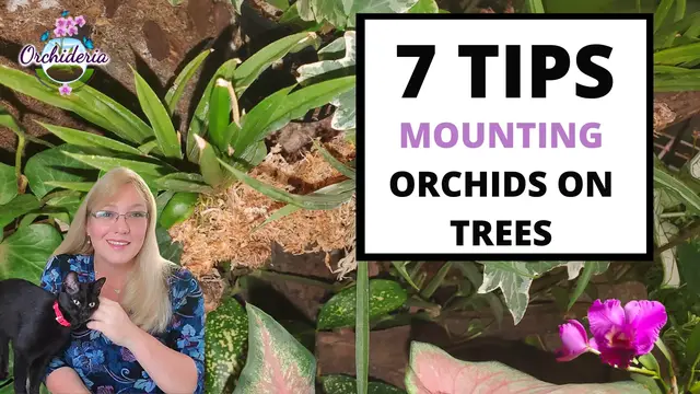 Video thumbnail for How To Mount Orchids On Trees (Informational)
