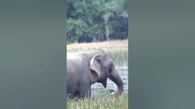 Video thumbnail for Elephant eating grass from the lake #shorts