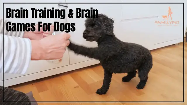 Video thumbnail for Brain training for dogs