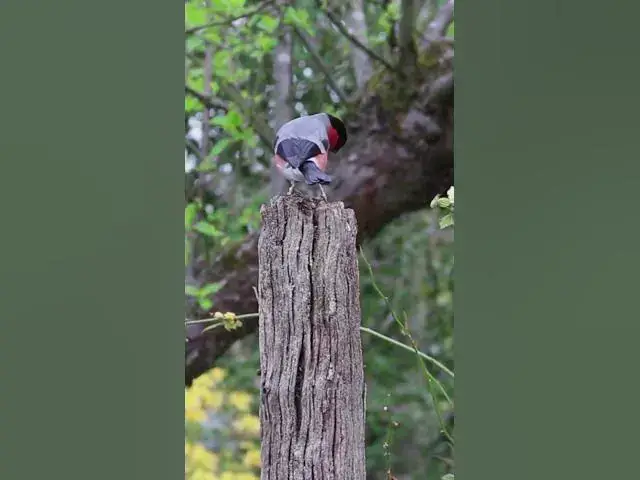 'Video thumbnail for How Long Do House Finches Live? | Pet Finch Care & Lifespan Guide'