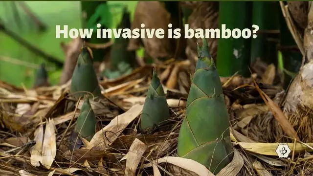 Video thumbnail for Friend or Foe: How invasive is bamboo?